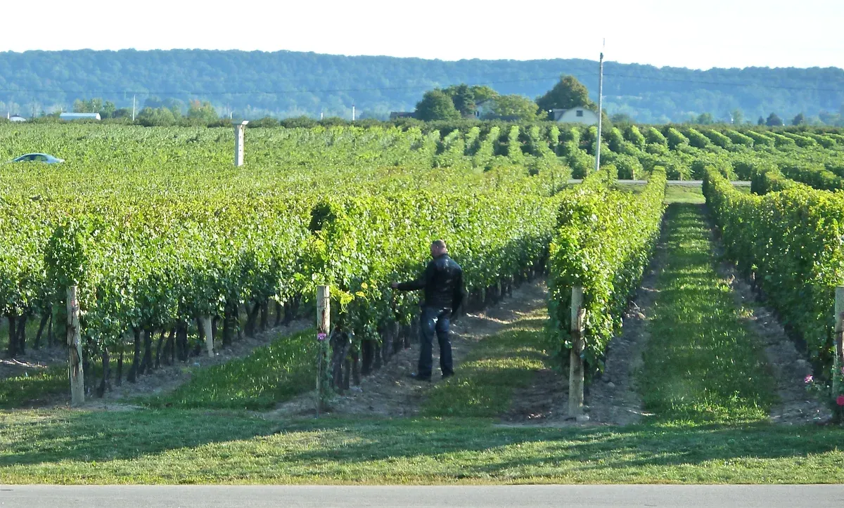 A vineyard in Niagara-on-the-Lake wine country on a Niagara Falls tour from Toronto